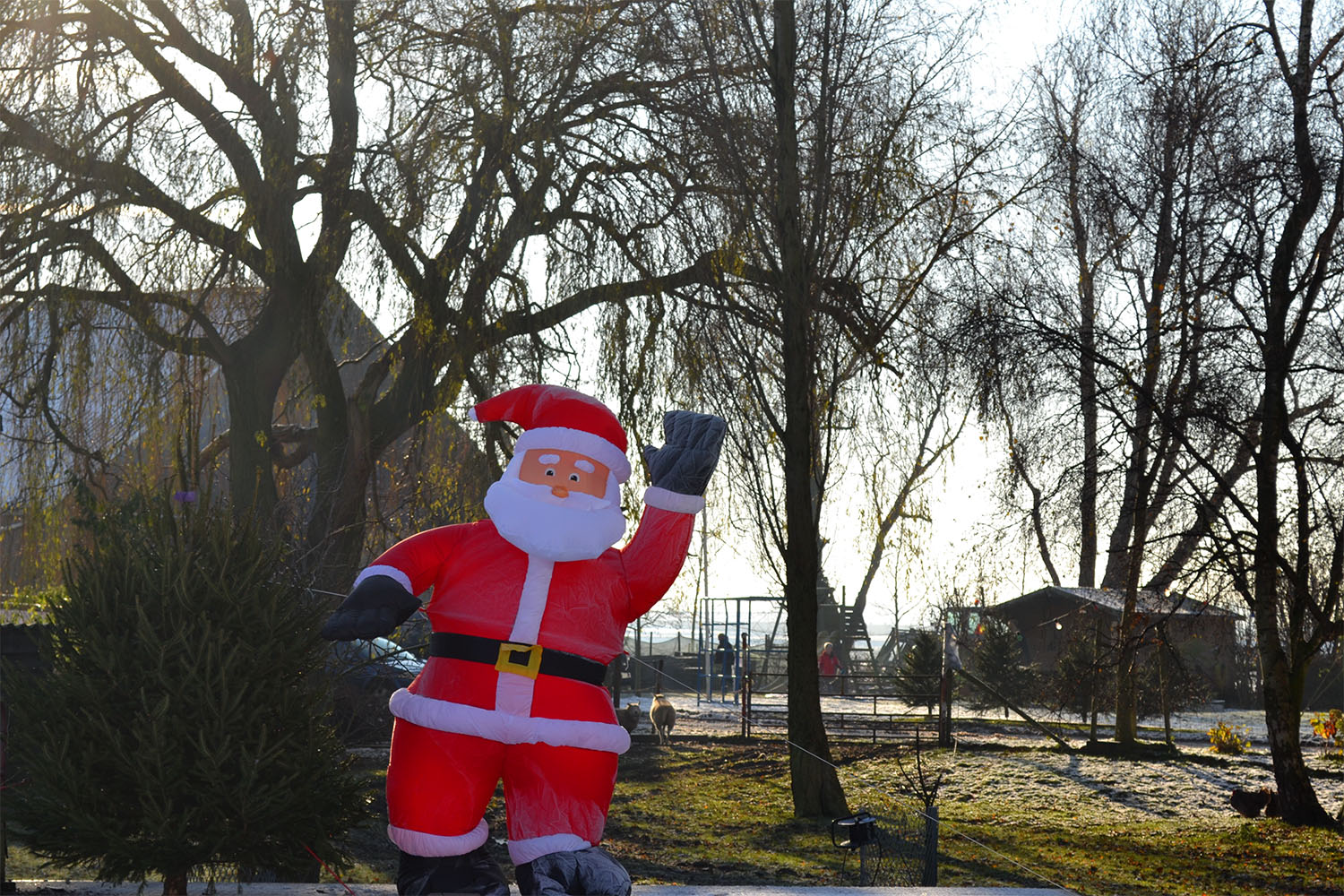 Nordmann Excellent kerstbomen Leimuiden