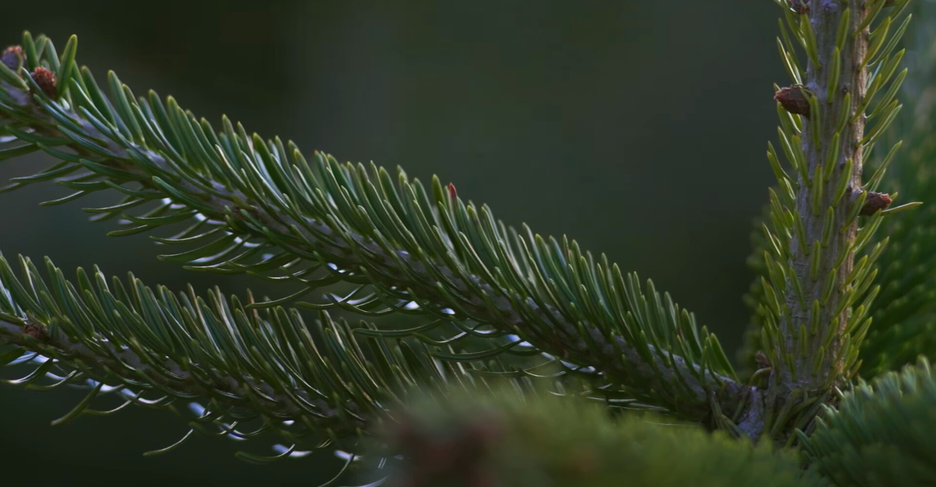 Fantastisch mooie Nordmann Excellent kerstbomen in Leimuiden