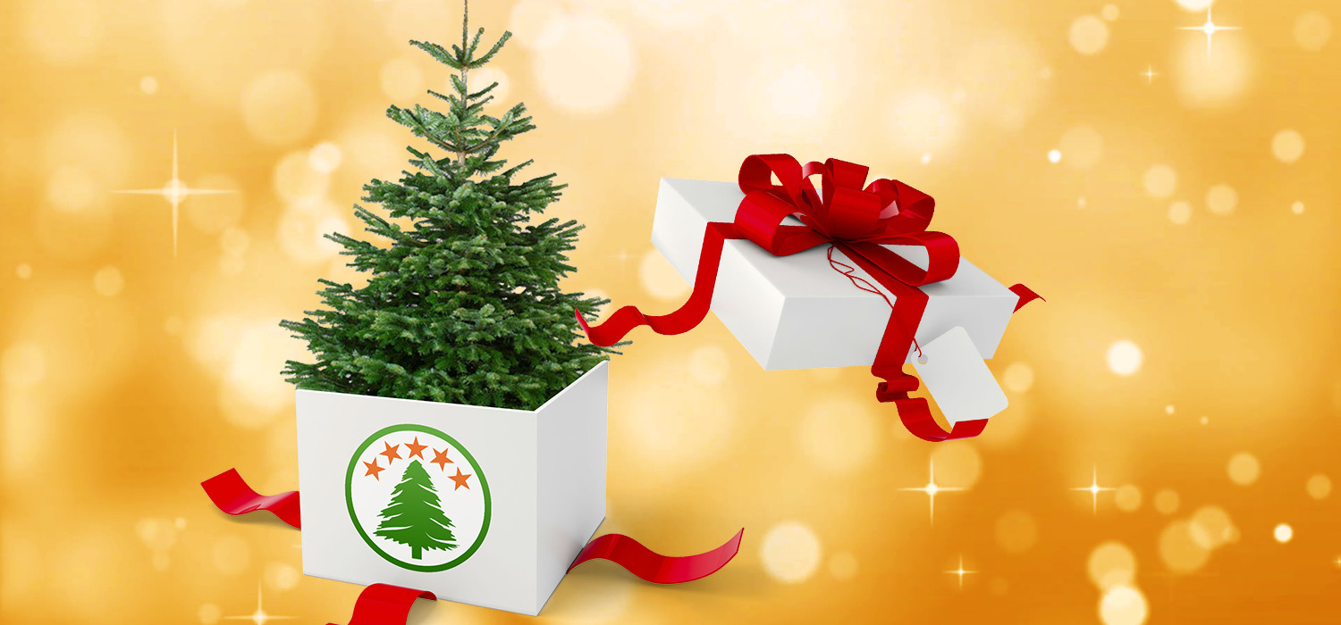 Geef een kerstboom als relatiegeschenk van uw bedrijf